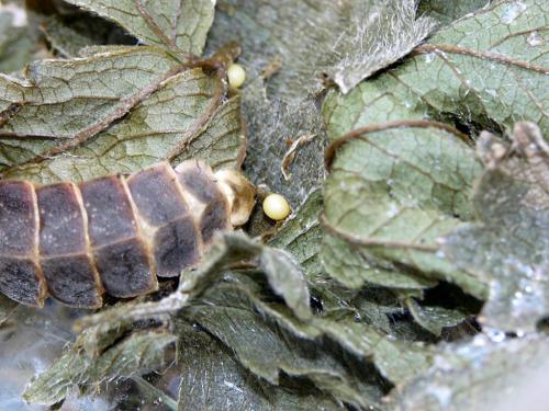 Lampyris noctiluca
