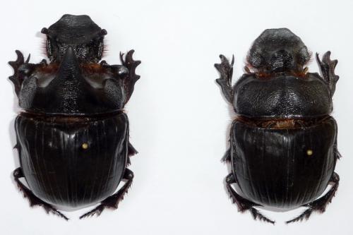Heliocopris dominus