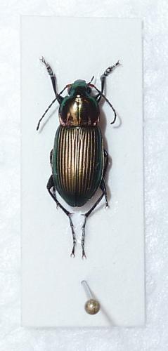 Réf. 54 058 : Poecilus versicolor