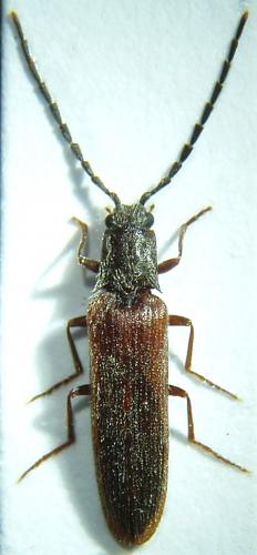 Réf. 54 083 : Campylomorphus homalisinus