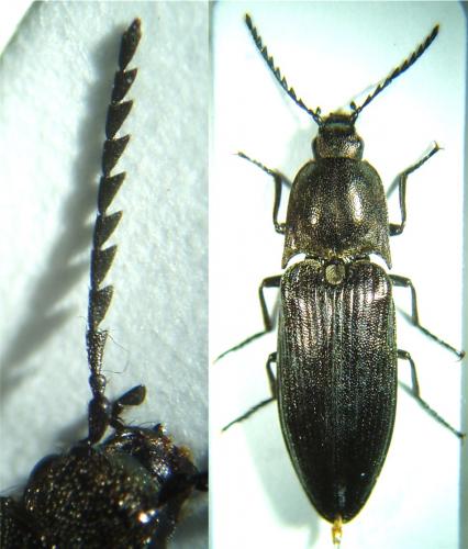 Ctenicera sp.