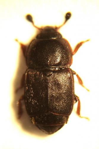 Carpophilus sp.
