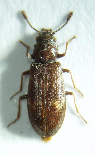 Phloeostichus denticollis
