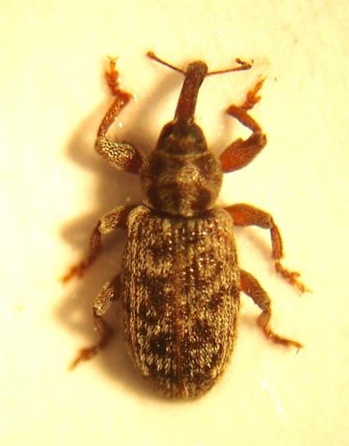 Réf. 54 496 : Dorytomus sp.