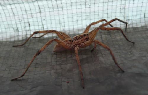 Hogna radiata