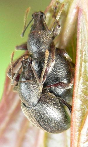 Réf. 54 116 : Otiorhynchus meridionalis