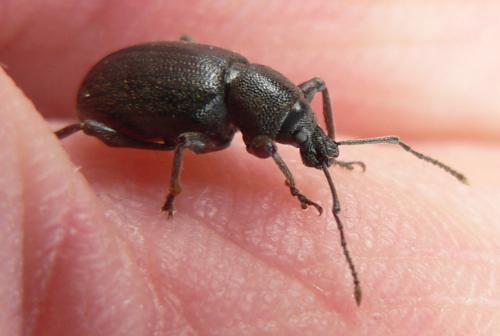 Otiorhynchus meridionalis