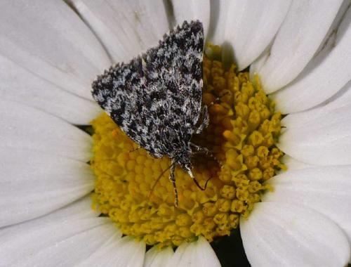 Réf. 54 016 : Orenaia alpestralis