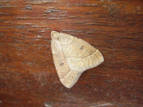 Réf. 54 081 : Theria primaria