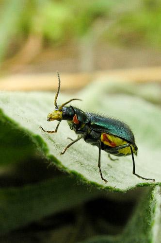 Réf. 54 488 : Clanoptilus elegans