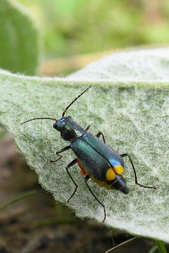 Réf. 54 489 : Clanoptilus elegans