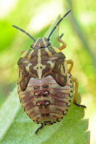 Réf. 54 391 : Carpocoris sp.