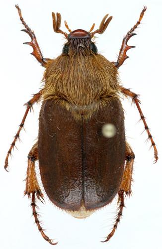 Scaphorhina sp.