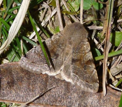 Réf. 54 997 : Orthosia incerta
