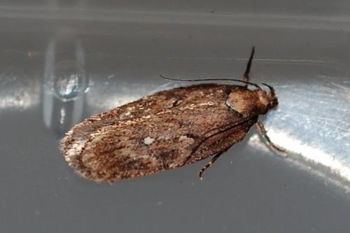 Depressaria sp.
