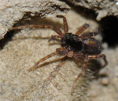 Pardosa sp.