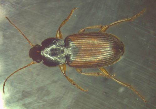 Parophonus mendax