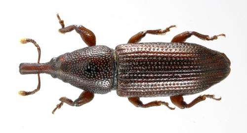 Réf. 54 053 : Pentarthrum huttoni