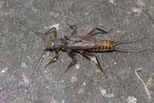 Dinocras cephalotes
