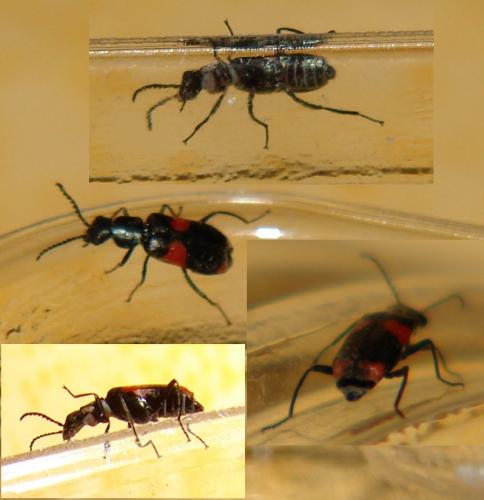 Réf. 54 323 : Anthocomus fasciatus