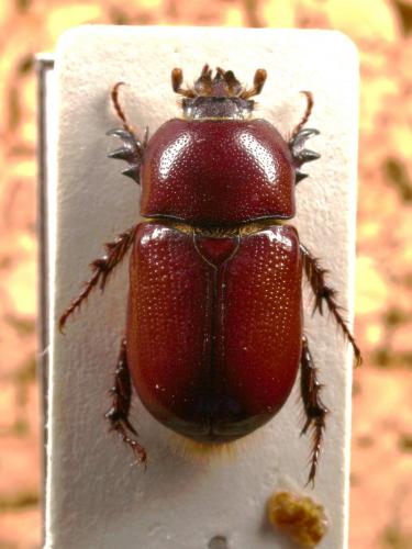 Réf. 54 639 : Pycnoschema sp.
