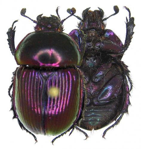 Phelotrupes auratus