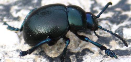 Réf. 54 903 : Timarcha goettingensis
