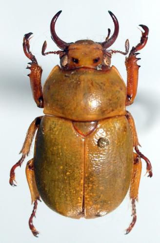 Kibakoganea sexmaculata