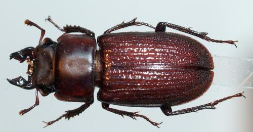 Sclerostomus wendyae