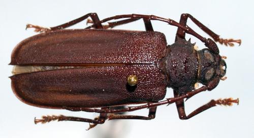 Réf. 54 230 : Derelophis viettei