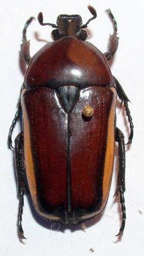 Chlorocala sp.