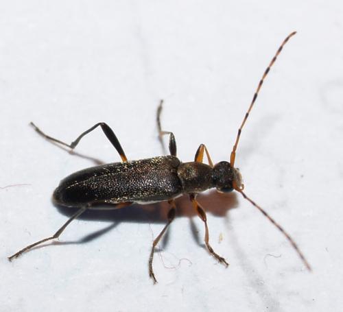 Grammoptera ruficornis