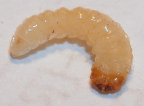 Réf. 54 386 : Grammoptera ruficornis