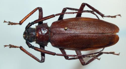 Macrotoma palmata