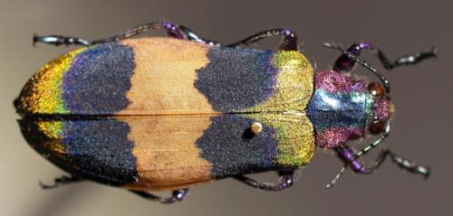 Réf. 54 436 : Chrysochroa corbetti
