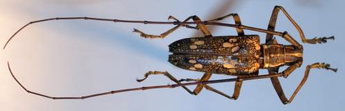 Réf. 54 469 : Epepeotes schlegelii