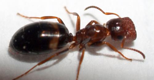 Réf. 54 619 : Colobopsis truncata