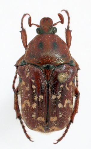 Euphoria sepulcralis rufina