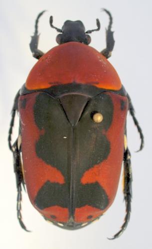 Pachnoda werneri
