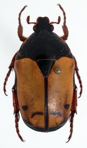 Réf. 54 745 : Pachnoda divisa