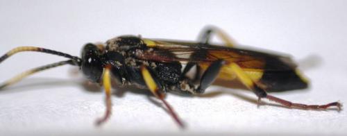 Réf. 54 092 : Ichneumoninae inconnu