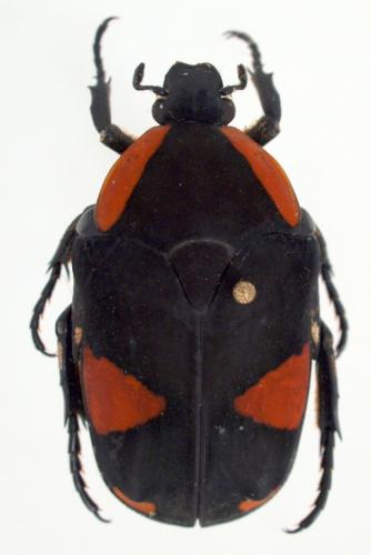 Pachnoda abyssinica