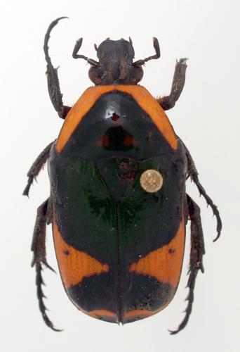 Réf. 54 842 : Pachnoda leonina