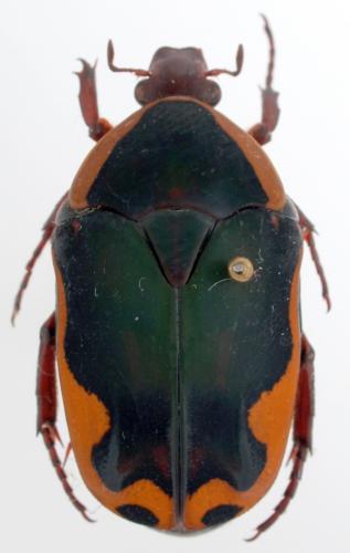 Pachnoda sjoestedti