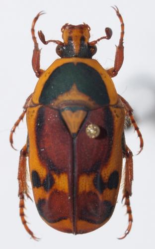 Pachnoda discolor