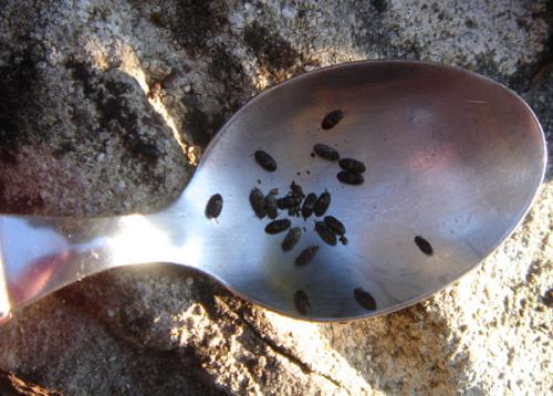 Réf. 54 538 : Biphyllus lunatus