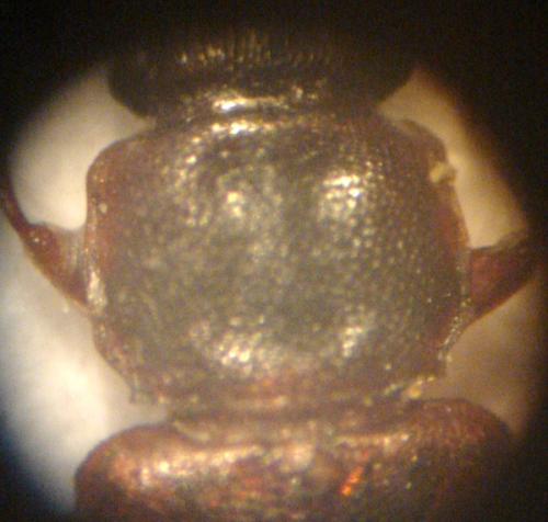 Pediacus dermestoides