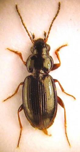 Réf. 54 561 : Bembidion obtusum