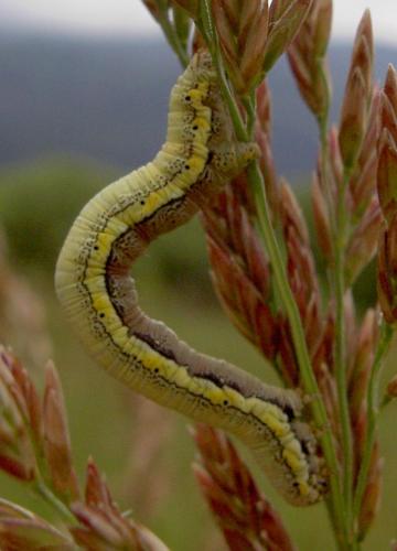 Lycia zonaria