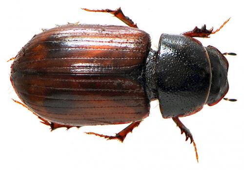 Réf. 54 826 : Planolinus fasciatus